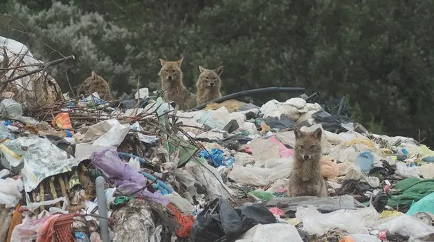 Čagljevi, šakali, pag, pelješac